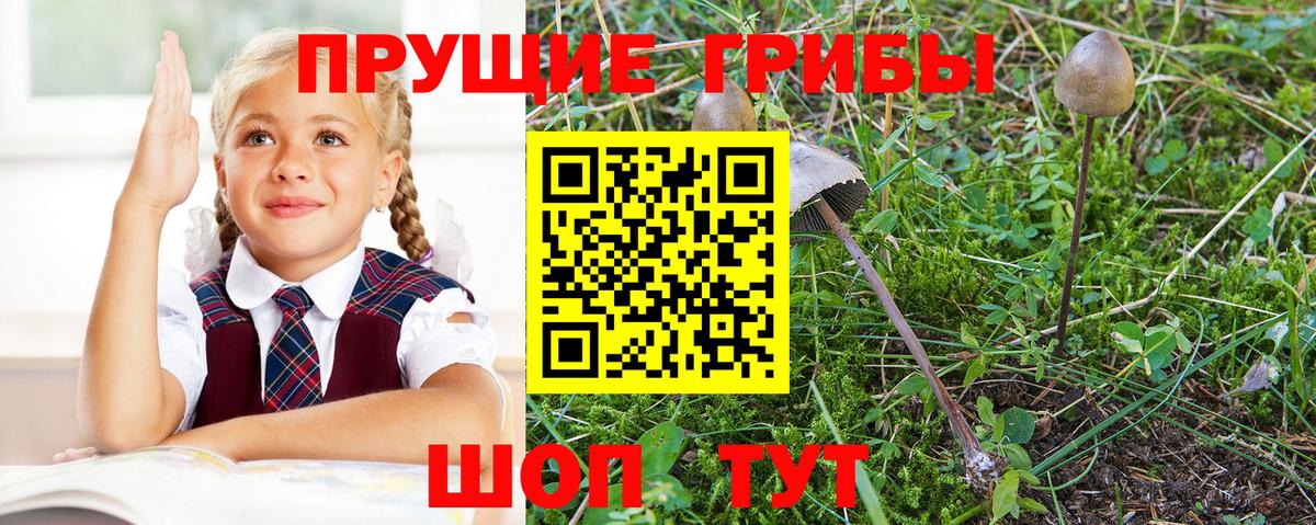 Ленинск-Кузнецкий  Галлюциногенные грибы GOLDEN TEACHER  Вход с VPN  Псилоцибиновые грибы Magic Shrooms 
