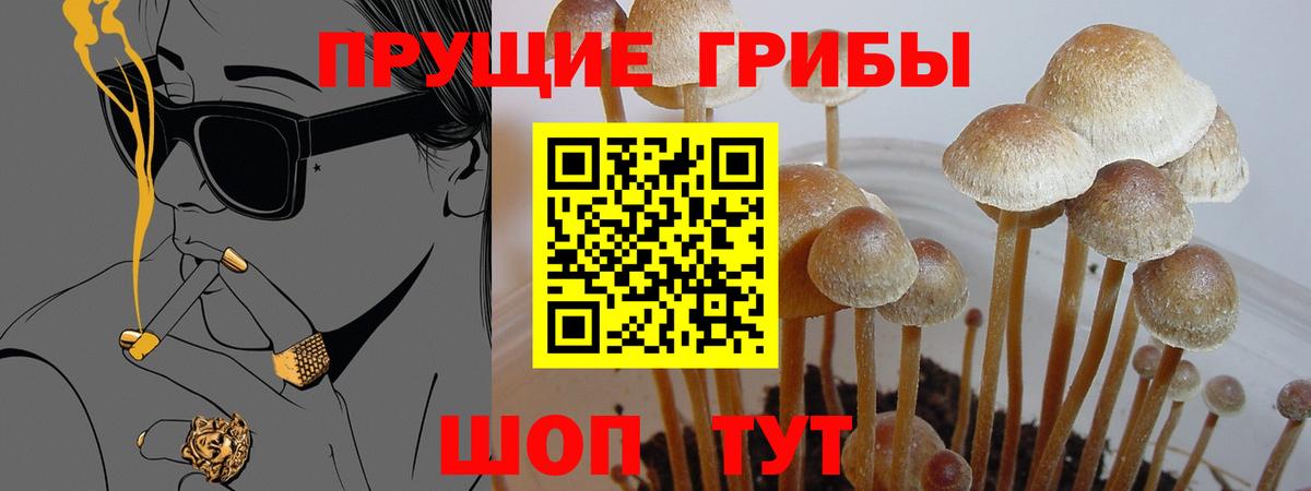 Псилоцибиновые грибы Psilocybine cubensis Ленинск-Кузнецкий